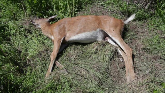 High angle lockdown shot of insects feeding on dead deer lying in forest during sunny day