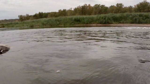 Black Labrador retrieving along the Saint Croix River with hunter.
