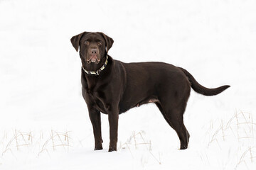 Labrador im Schnee
