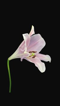 Time lapse of dying pink Longiflorum lily flower with ALPHA transparency channel isolated on black background, vertical orientation
