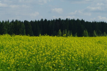 Fototapeta premium field and blue sky