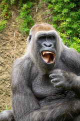 Yawning Gorilla 