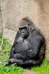 Resting Gorilla