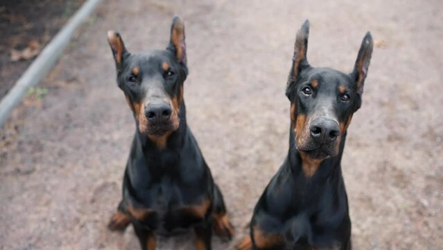 Portrait of two Doberman dogs outdoors looking to the camera