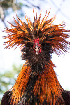 Portrait of a rooster