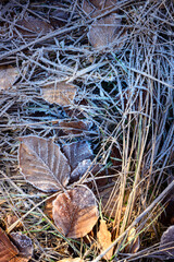Waldboden mit Reif, Laub und Gräser 