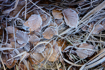 Waldboden mit Reif, Laub und Gräser 