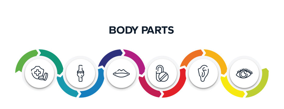 body parts outline icons with infographic template. thin line icons such as health insurance or hospital costs, ball of the knee, thin lips, capsule, ear, eye with enlarged pupil vector.