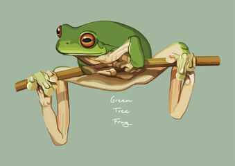 Vector Illustration of Green Tree Frog, White's tree frog, Dumpy tree frog