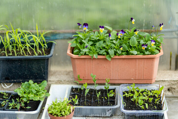 Plastic pots with various vegetables seedlings. Planting young seedlings on spring day. Growing own fruits and vegetables in a homestead.