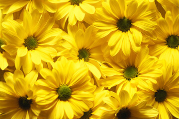 Monochrome flowers in yellow colours