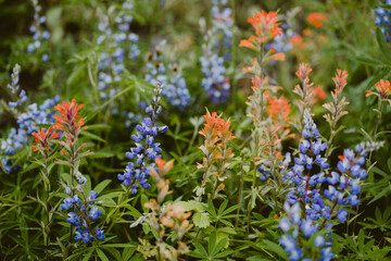 Close up view of field of wildflowers
