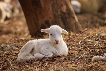 Baby sheep in a field