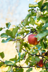 apple on a apple tree branch in an orchard