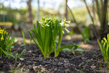 Beautiful white hyacinth flowers blossoming in a garden on sunny spring day.