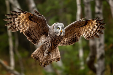 Great-grey owl, Strix nebulosa in flight in taiga landscape, Finland
