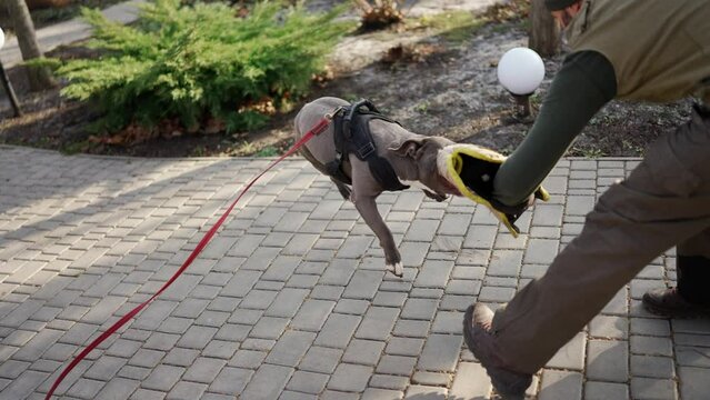 Cynologist dog bites and clings to the criminal's hand during training