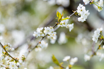 Beautiful cherry tree blossoming on spring. Beauty in nature. Tender cherry branches on spring day outdoors.