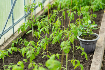 Cultivating tomato plants and bell peppers in a greenhouse on summer day. Growing own fruits and vegetables in a homestead.