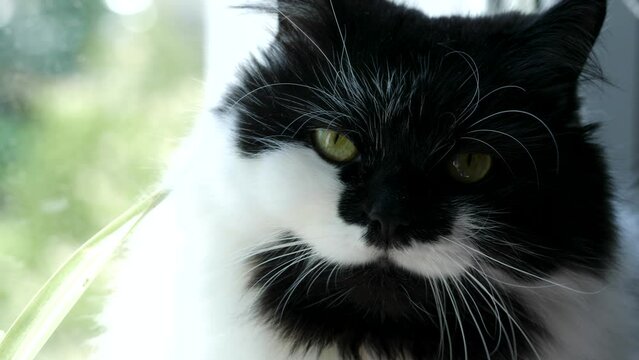 Pretty black and white domestic cat on window background