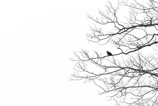 Silhouette of bird sitting on bare branches of a tree in winter.