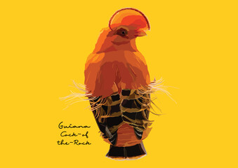 Vector Illustration of Guiana Cock-of-the-Rock, Bird