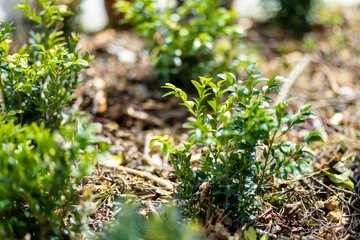 Bright glossy young green foliage on bush of boxwood Buxus sempervirens or European box.