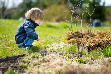 Cute toddler boy playing outdoors on sunny spring day. Child exploring nature.