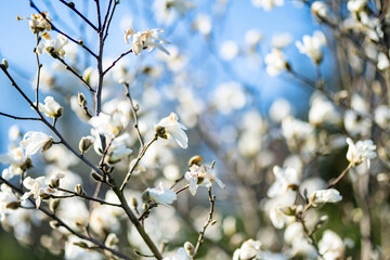 Blossoming magnolia flowers in early spring.