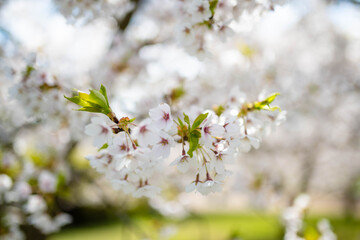 Beautiful cherry tree blossoming on spring. Beauty in nature. Tender cherry branches on spring day outdoors.