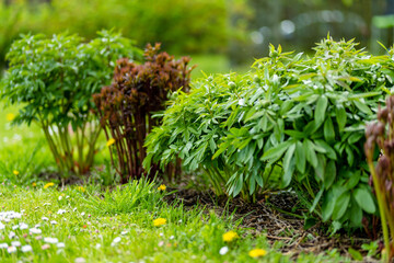 Young peonie bushes with green leaves starting to grow on early spring day