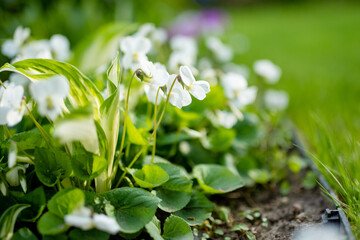 Fresh white viola canadensis on green leaves background. Blooming bush of white violets in the park.