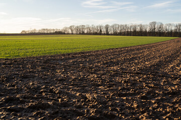 Plowed field and grass field on a sunny evening in spring 