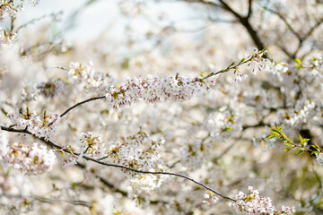 Beautiful cherry tree blossoming on spring. Beauty in nature. Tender cherry branches on spring day outdoors.