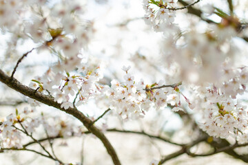 Beautiful cherry tree blossoming on spring. Beauty in nature. Tender cherry branches on spring day outdoors.