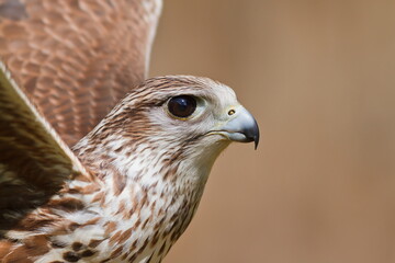 saker falcon (Falco cherrug)