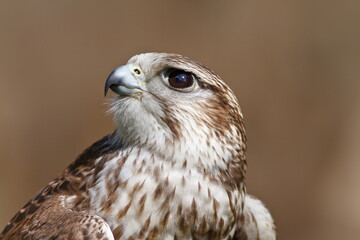 saker falcon (Falco cherrug) flapping its wings