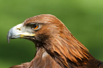 golden eagle (Aquila chrysaetos) detail head portrait