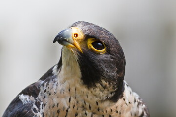 Peregrine falcon (Falco peregrinus) head detail