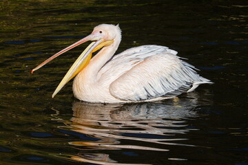 Fototapeta na wymiar Pelicans (genus Pelecanus) on the water