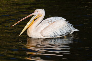 Pelicans (genus Pelecanus) on the water