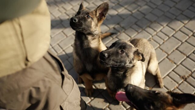 Mixed breed German Shepherd 3 dogs waiting for treats from the owner