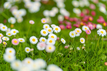 Beautiful meadow in springtime full of flowering white and pink common daisies on green grass. Daisy lawn. © MNStudio