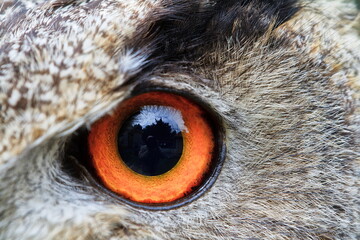 male Eurasian eagle-owl (Bubo bubo) left eye in detail