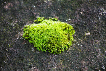 green mosses growing in the forest