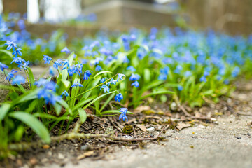 Scilla flowers blooming in the spring garden on the Alpine hill.