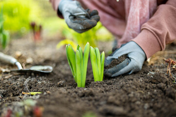 Pretty preteen girl planting hyacinth flowers on spring day. Child helping with spring chores.