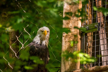 One-eye Bald Eagle in Oregon Zoo