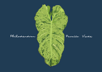 Vector Illustration of Philodendron Paraiso Verde
