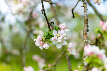 Beautiful old apple tree garden blossoming on sunny spring day.